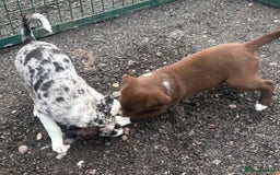 Mixed Breed dogs for sale: 3 quarter collie pups  - Image 6