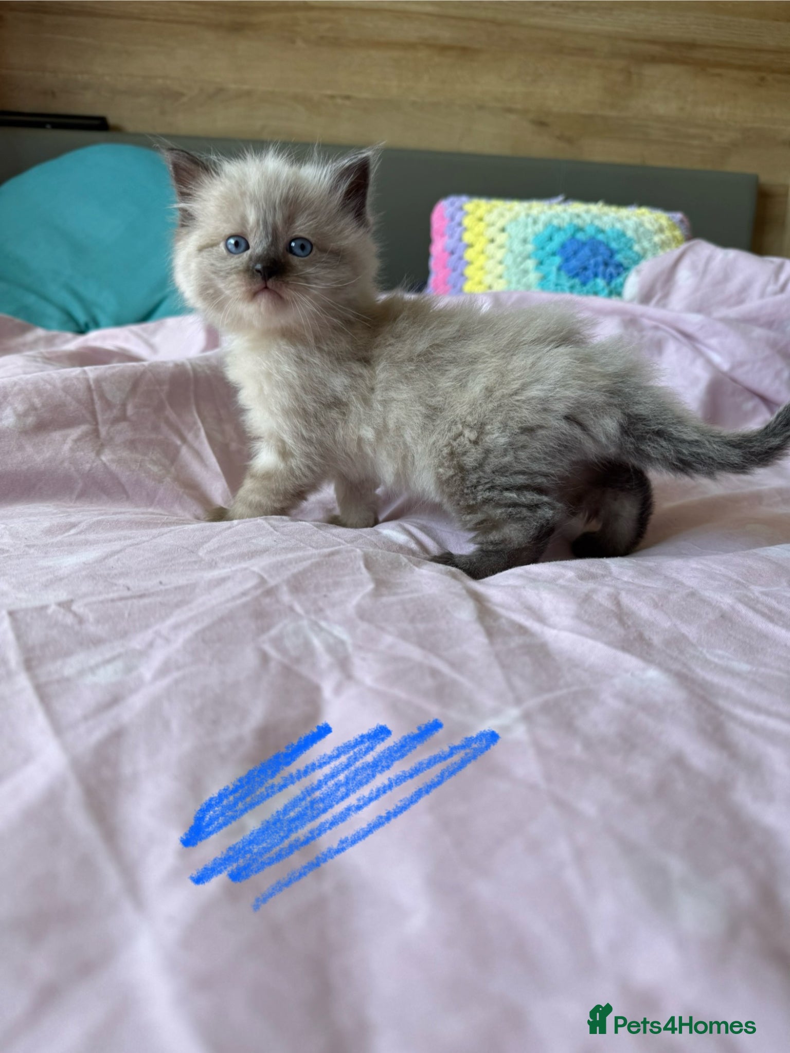 Ragdoll cats Ragdoll kitten’s - Advert 3