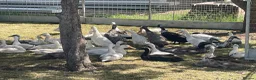 Ducks poultry for sale: Indian runner ducks - Advert 7
