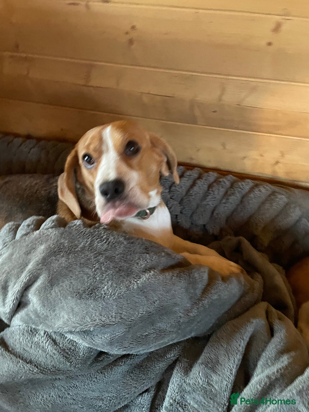 Beagle dogs for sale: 2tri girls kc reg ready after  **   - Advert 24