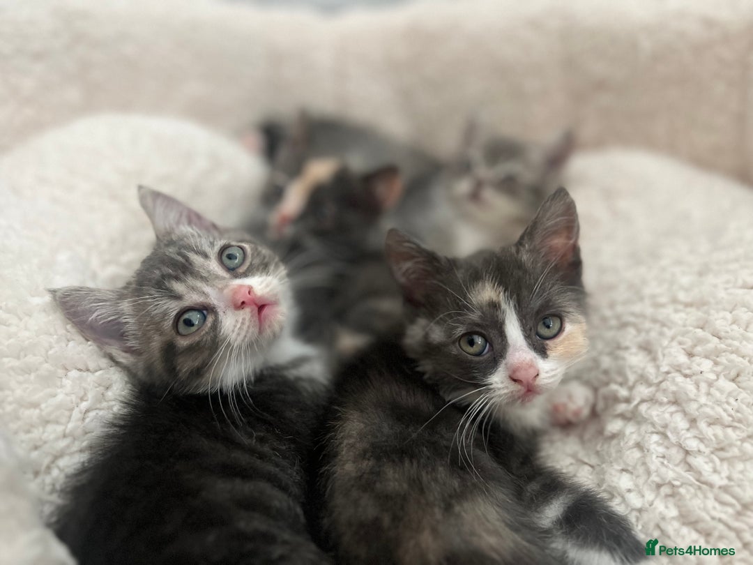 Persian cats for sale: Persian cross  - Image 15
