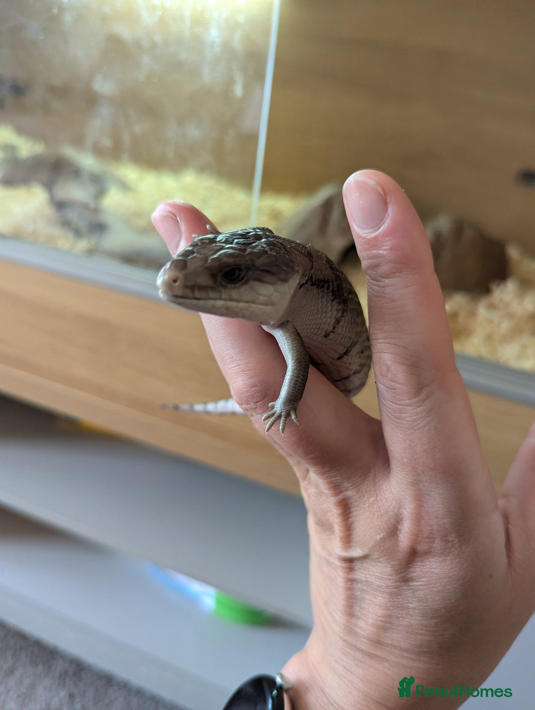 Skink reptiles for sale: Blue Tongue Skinks for sale - Image 2