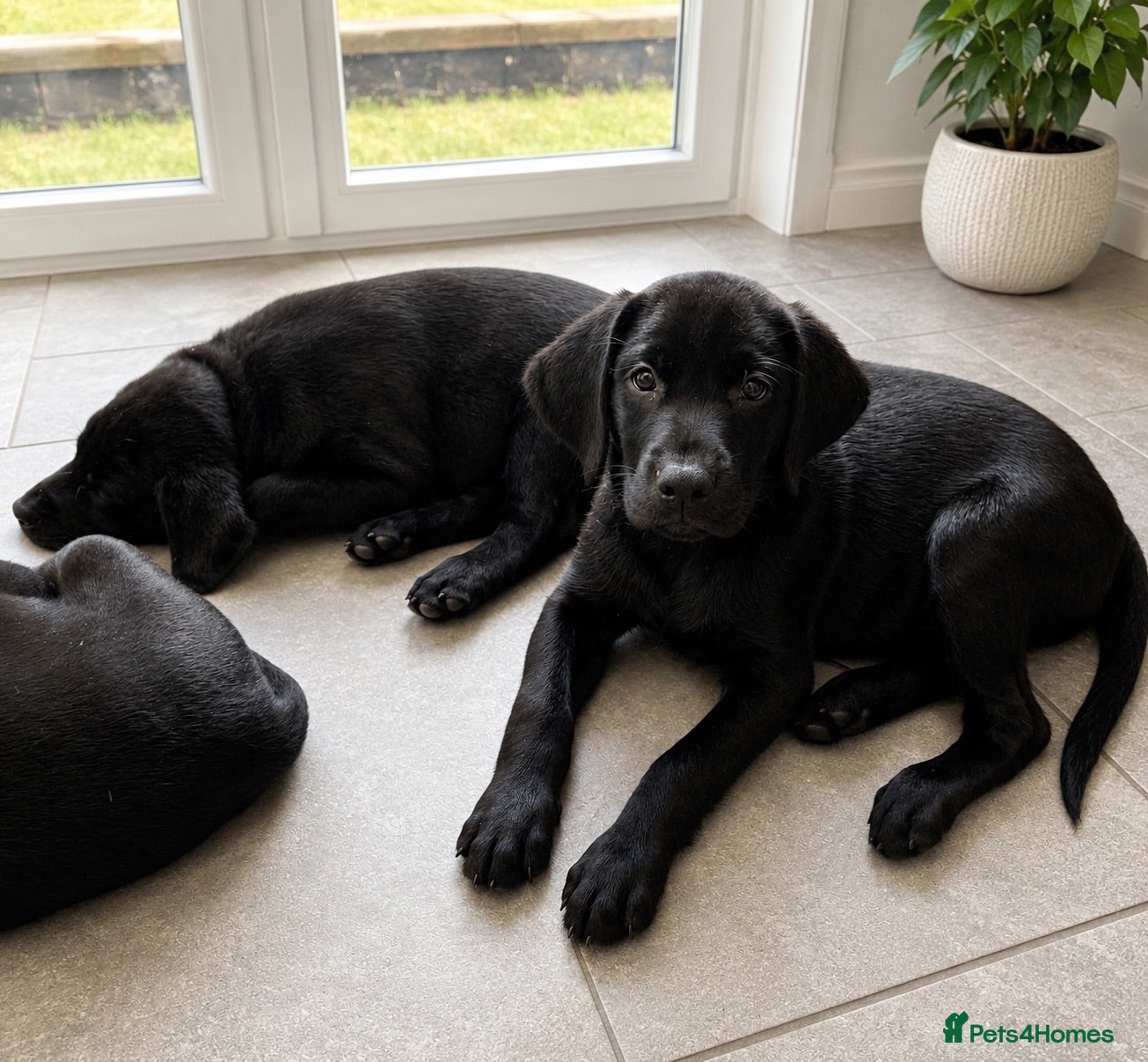 Labrador Retriever dogs Beautiful KC Black Labrador Puppies  - Advert 2