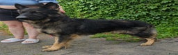 German Shepherd dogs for stud: Health tested Stunning kc reg sable stud  in Bedford - Advert 1
