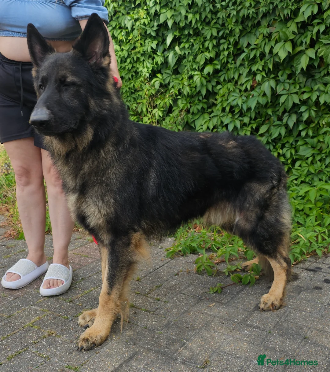 German Shepherd dogs for stud: Health tested Stunning kc reg sable stud  in Bedford - Advert 1
