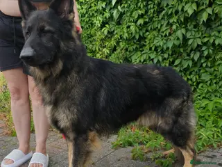 German Shepherd dogs Health tested Stunning kc reg sable stud in Bedford - Advert 5