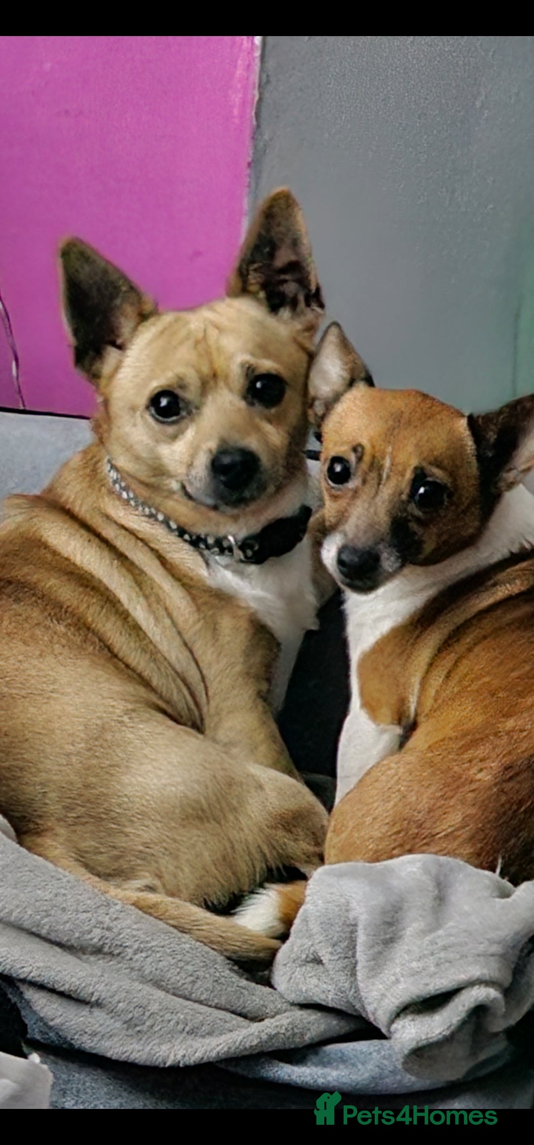 Jack Chi dogs for sale: Jack x chi pups - Advert 5