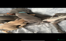 Mixed Breed dogs for sale: 7 beautiful wiggys! - Image 8