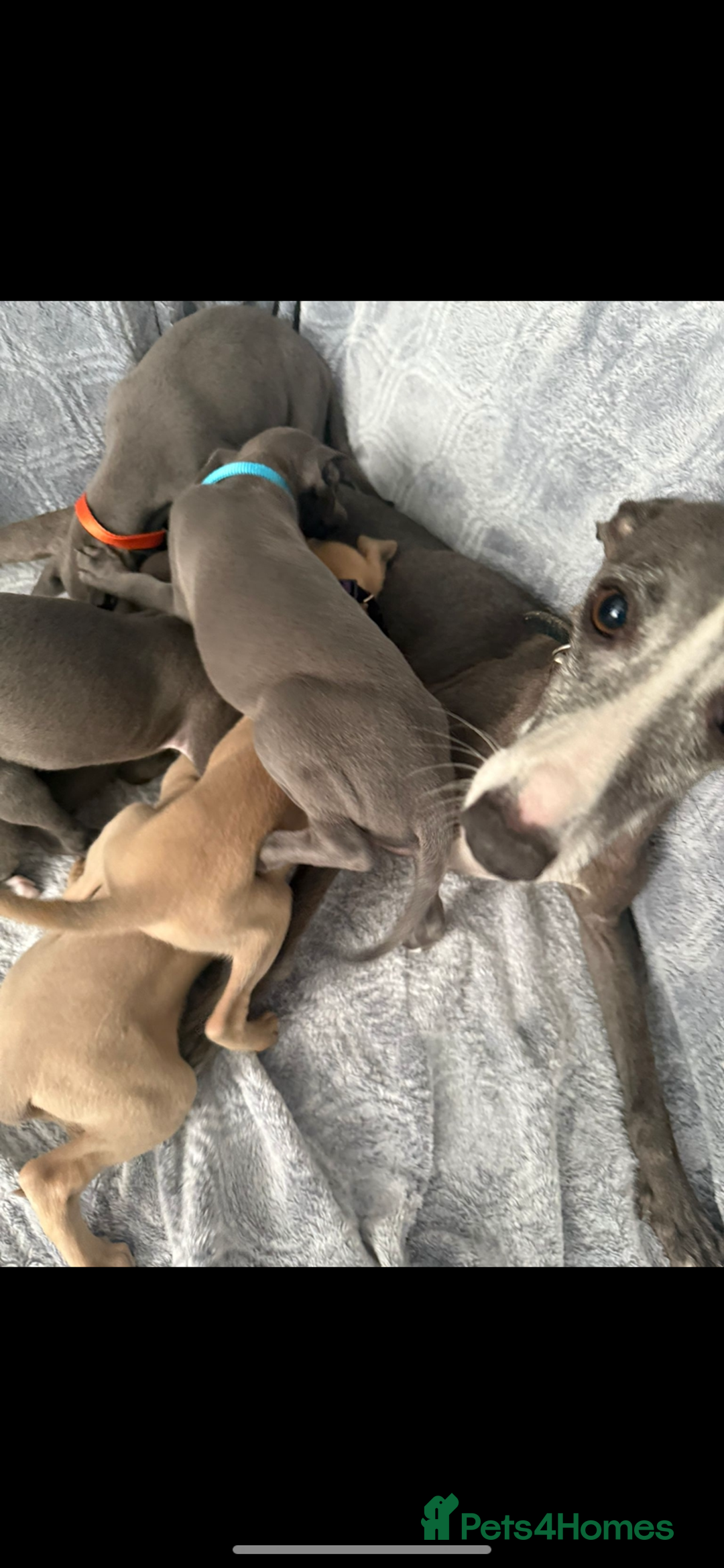 Mixed Breed dogs for sale: 7 beautiful wiggys! - Image 8