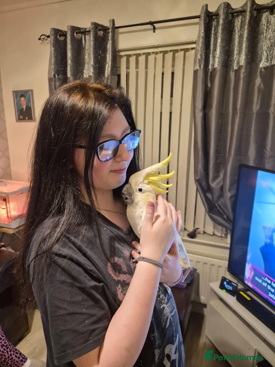 Cockatoo birds for sale: Lesser Crested Cockatoo in Newton Aycliffe - Advert 2