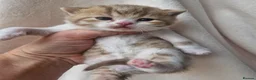 British Shorthair cats for sale: British shorthair kittens - Advert 3