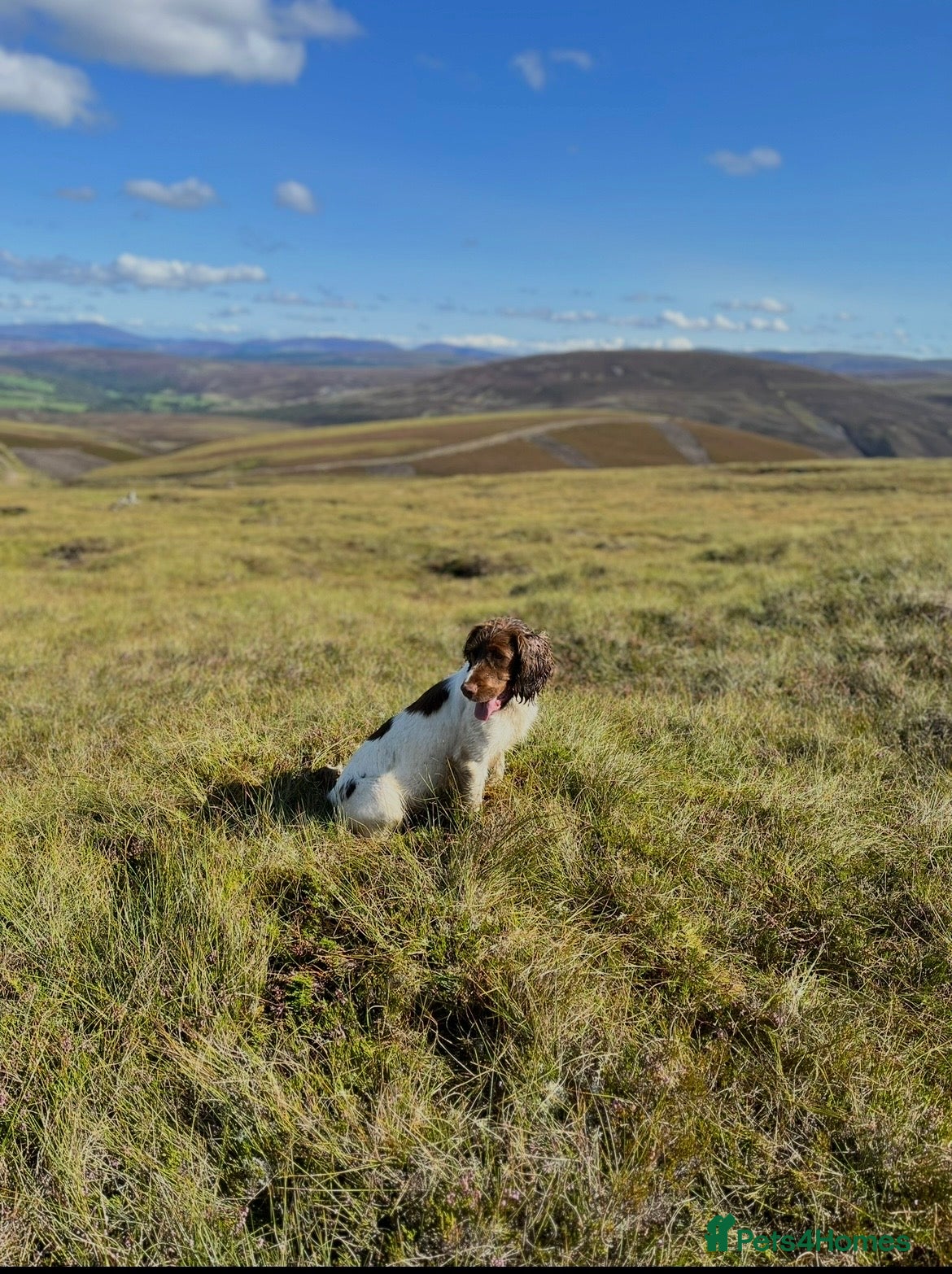 English Springer Spaniel dogs Springer Spaniel puppies  - Advert 11