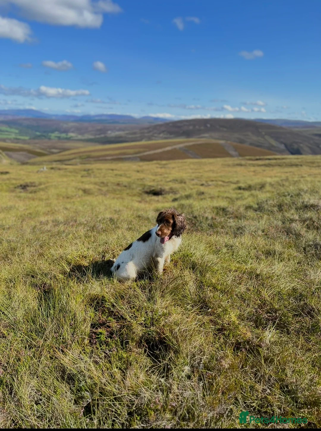 English Springer Spaniel dogs for sale: Springer Spaniel puppies  - Advert 1