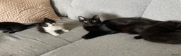 Domestic Shorthair cats for sale: Beautiful fluffy male kittens ready to be rehomed  in Southampton - Advert 1
