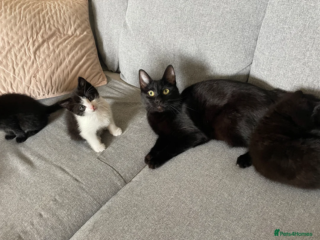 Domestic Shorthair cats for sale: Beautiful fluffy male kittens ready to be rehomed  in Southampton - Advert 1