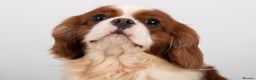 Cavalier King Charles Spaniel dogs for stud: KC REG CHAMPION SERBIAN IMPORT HEALTH TESTED CAVA in Hoddesdon - Advert 13