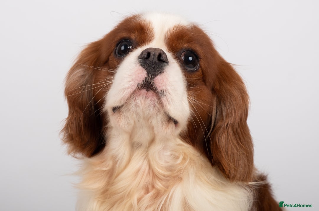 Cavalier King Charles Spaniel dogs for stud: KC REG CHAMPION SERBIAN IMPORT HEALTH TESTED CAVA in Hoddesdon - Advert 13