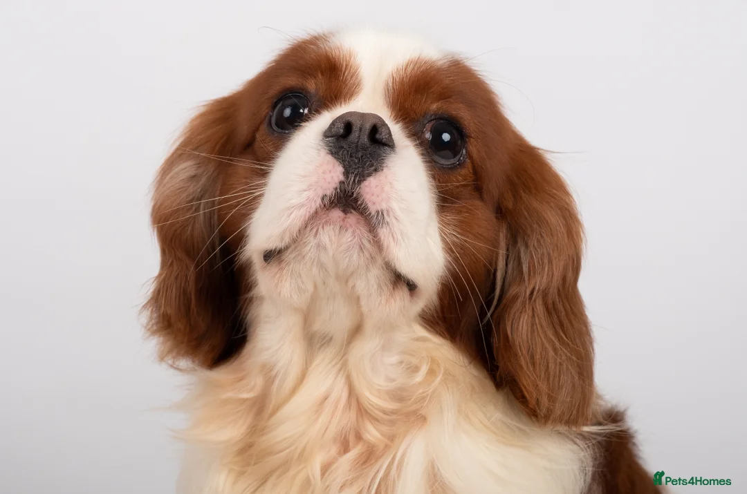Cavalier King Charles Spaniel dogs for stud: KC REG CHAMPION SERBIAN IMPORT HEALTH TESTED CAVA in Hoddesdon - Advert 13