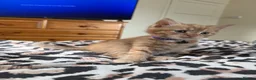 Domestic Shorthair cats for sale: 🐾 Adorable Kittens Ready for Loving Homes - Advert 10