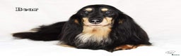 Miniature Dachshund dogs for stud: Black and Cream Longhair Miniature Boy - PRA Clear in Rochford - Advert 7