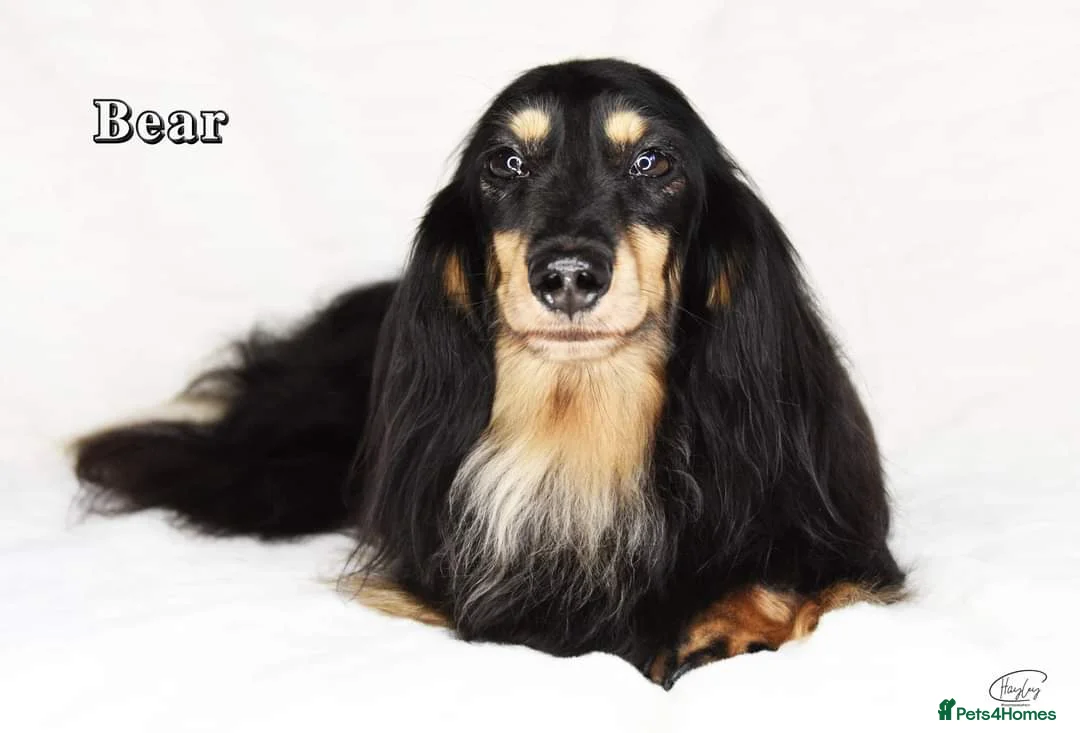 Miniature Dachshund dogs for stud: Black and Cream Longhair Miniature Boy - PRA Clear in Rochford - Advert 7