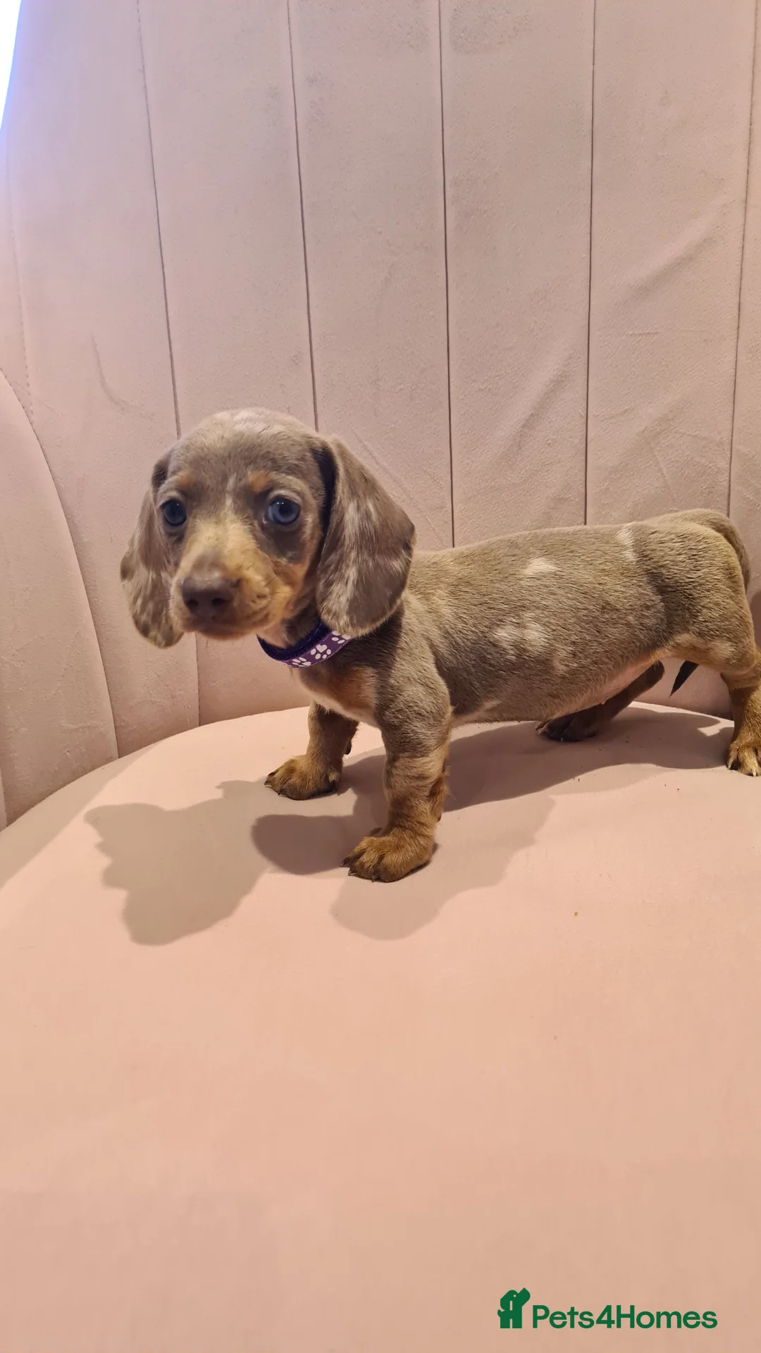 Miniature Dachshund dogs for sale: Lilac dapple daxies ready soon 3 girls 2 boys left - Advert 11