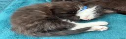 Mixed Breed cats for sale: LAST 2 ❤️LONG HAIRED HALF-RAGDOLL kittens ❤️ - Advert 10