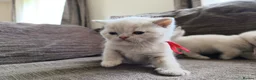 British Shorthair cats for sale: GCCF registered cream and lilac BSH - Advert 31