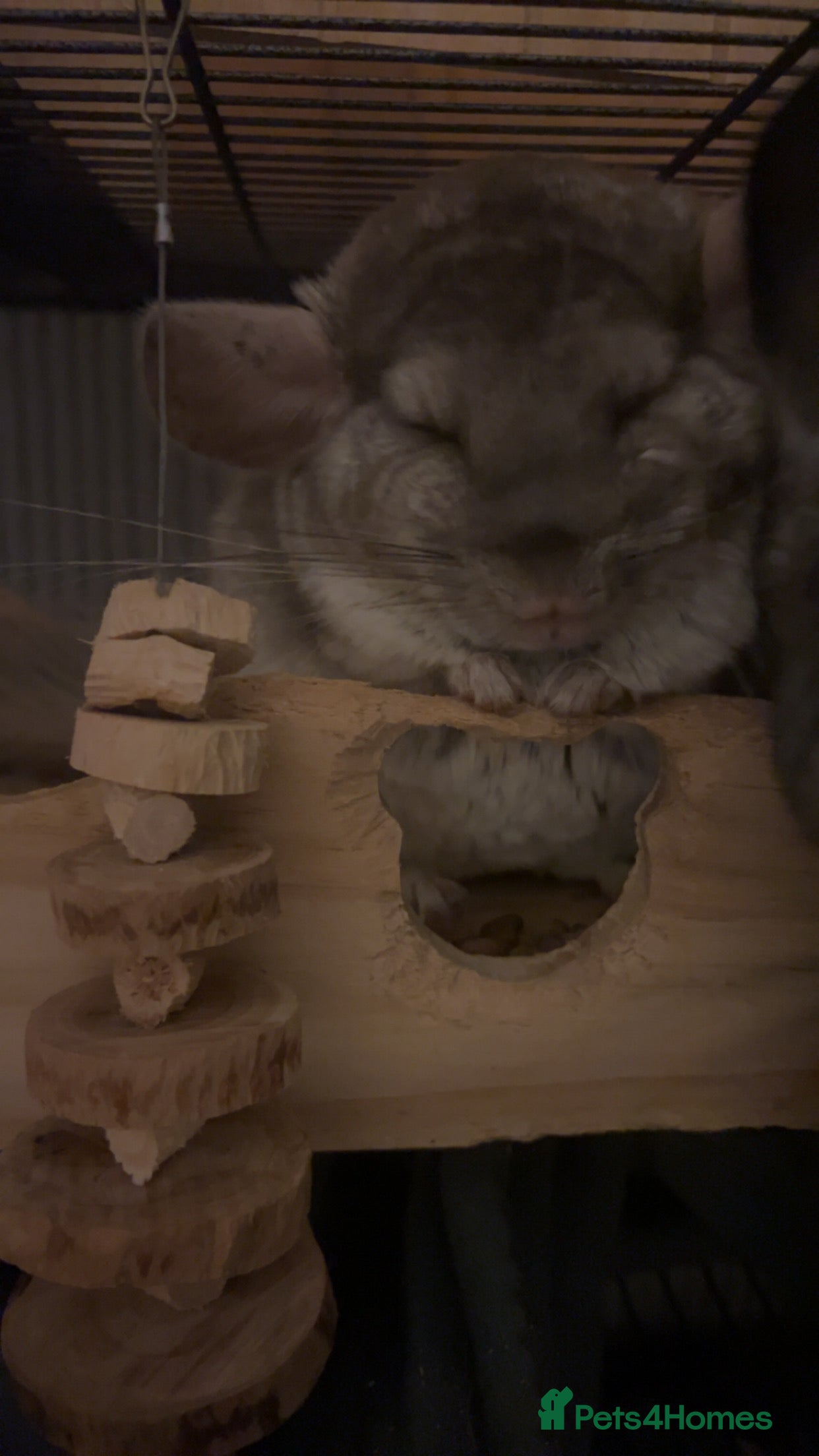 Chinchilla rodents Male and female chinchilla for sale  - Advert 2