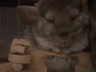 Chinchilla rodents Male and female chinchilla for sale - Advert 2
