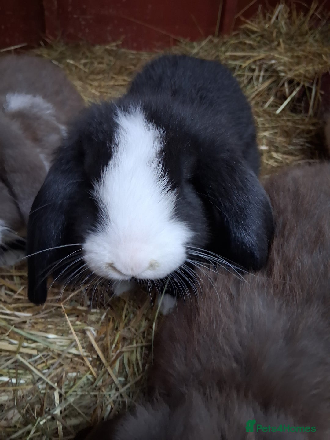 French Lop rabbits for sale: Minilop x french lop 1 male bunny - Advert 1