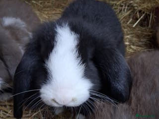 French Lop rabbits Minilop x french lop 1 male bunny - Advert 7