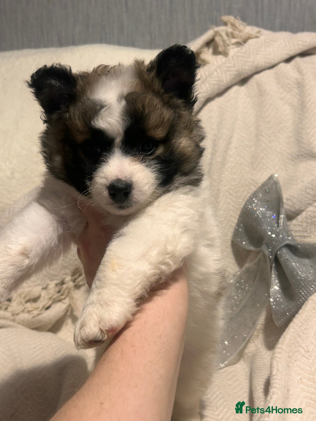 Mixed Breed dogs for sale: German spitz cross - Advert 25