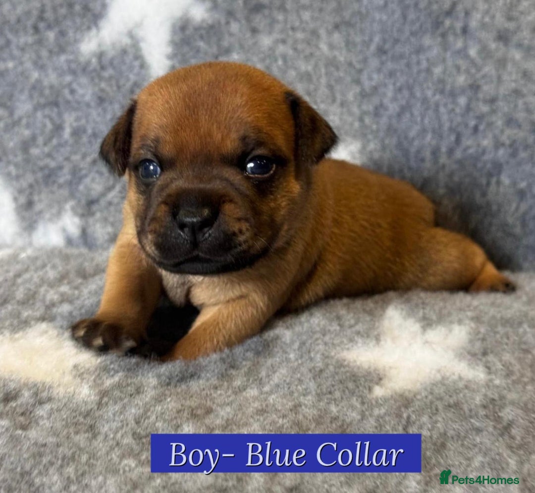 Staffordshire Bull Terrier dogs for sale: Outstanding Vangerbull Red SBT litter!  - Image 15