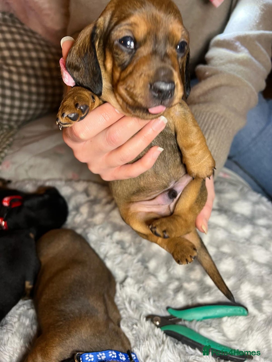 Miniature Dachshund dogs for sale: Miniature dachshund  - Advert 10