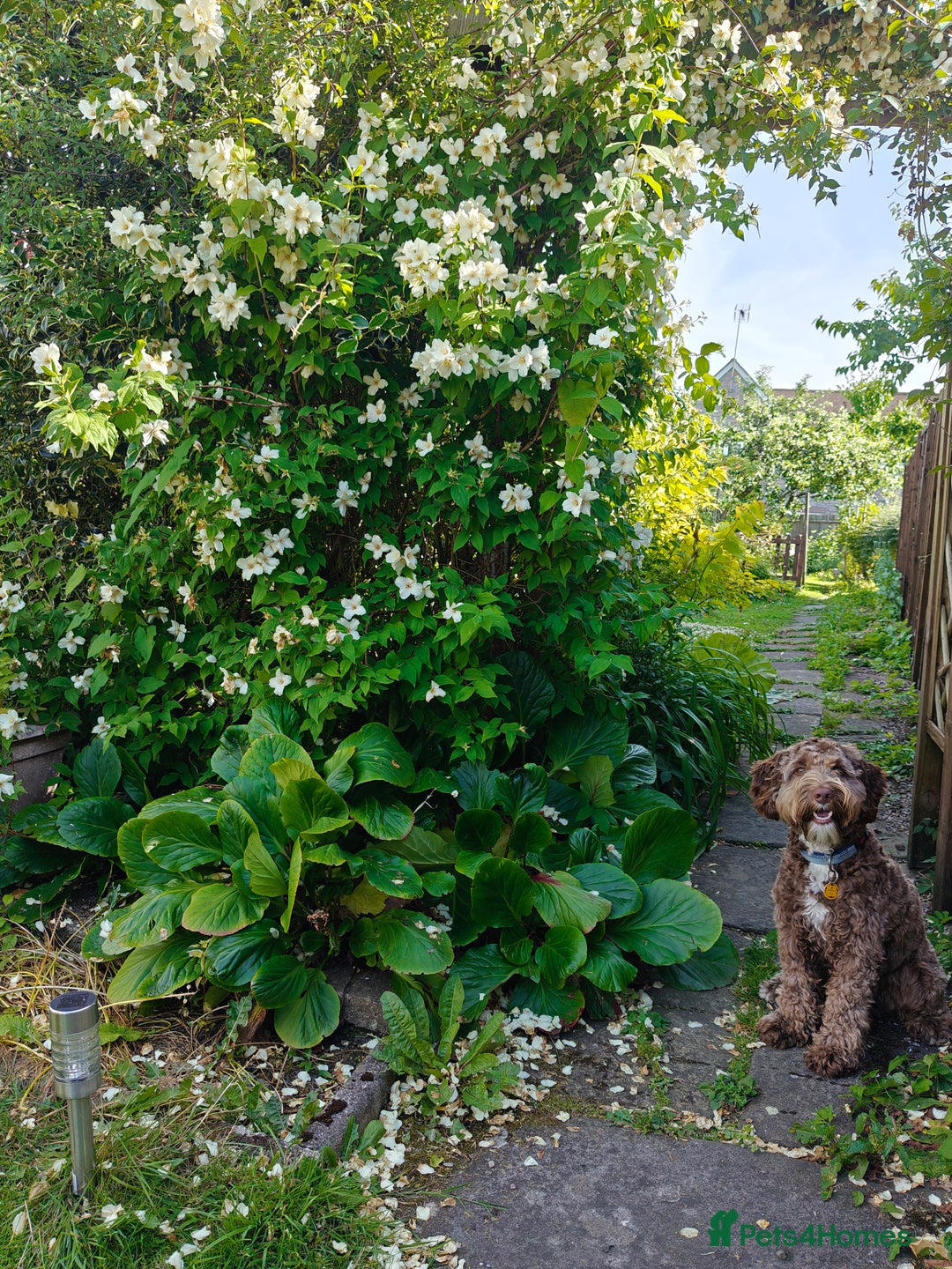Labradoodle dogs for stud: Charming Aussie Labradoodle-Fully Clear Genetics - Image 5