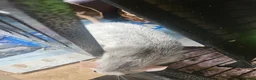 Rat rodents for sale: 4 female rats for adoption  - Advert 6