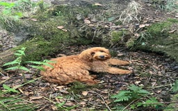Mini Goldendoodle dogs for sale: Mini Goldendodole girls for sale - Image 7