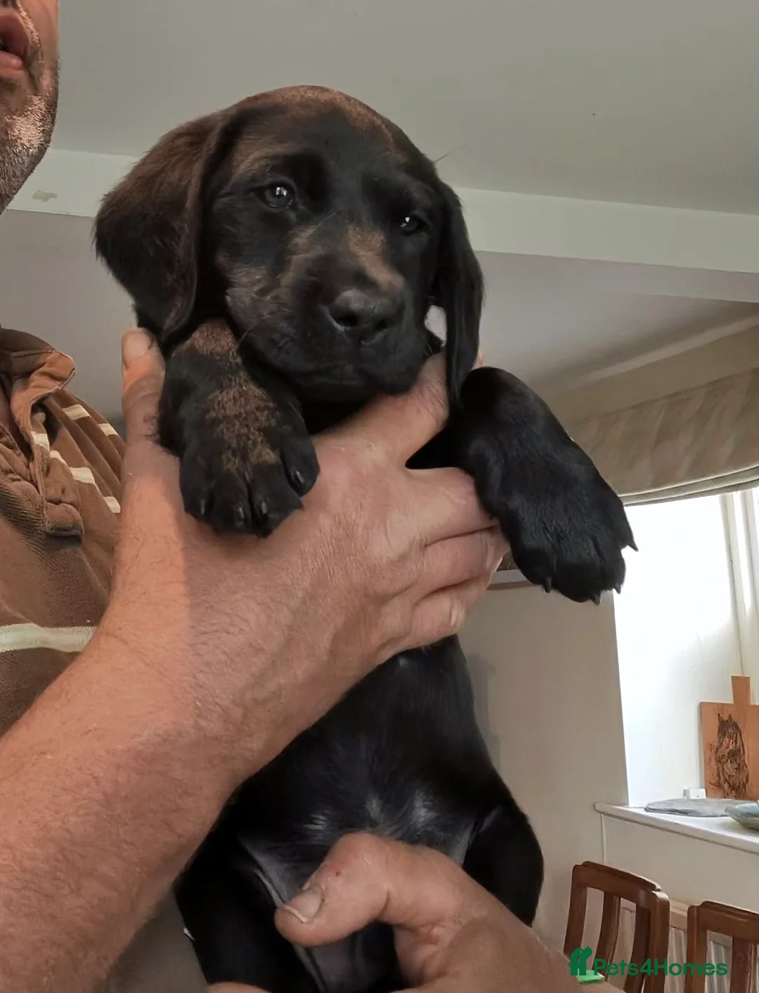 Labrador Retriever dogs for sale: 2 boys available  in Gloucester - Advert 8