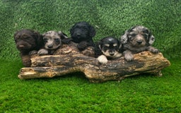 Cockapoo dogs for sale: F1 DNA PHANTOM MERLE TAN PUPPYS  - Image 1