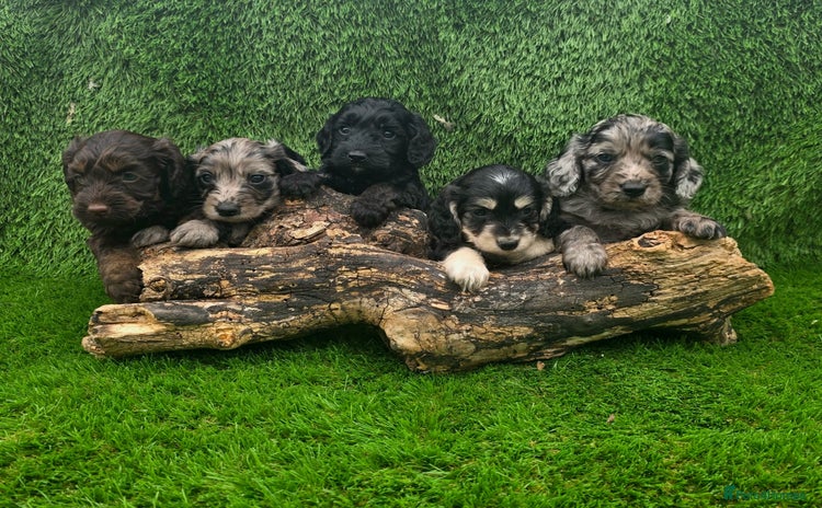 Cockapoo dogs - Advert 1