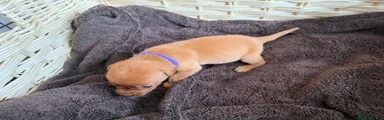 Labrador Retriever Puppy 3 - Purple