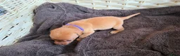 Labrador Retriever dogs for sale: Fox Red KC Reg labrador puppies PL14 - Advert 10