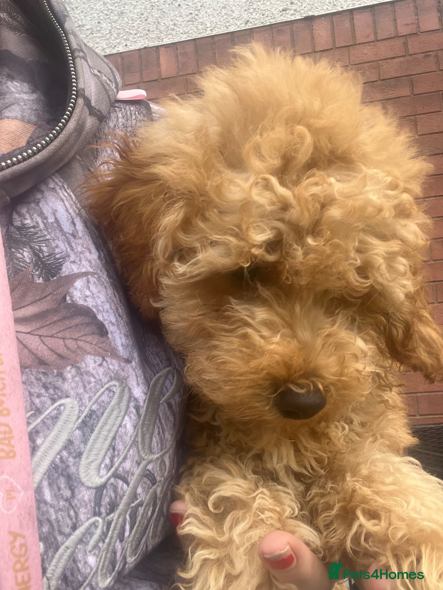 Maltipoo dogs Fully vaccinated Asian teddy face toy maltpoo🧸 - Advert 10