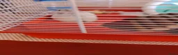 Hamster rodents for sale: Dwarf winter white hamsters - Advert 7