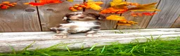 Sproodle dogs for sale: Rare Sproodle Doodle Merle Chocolate Puppies  - Advert 15