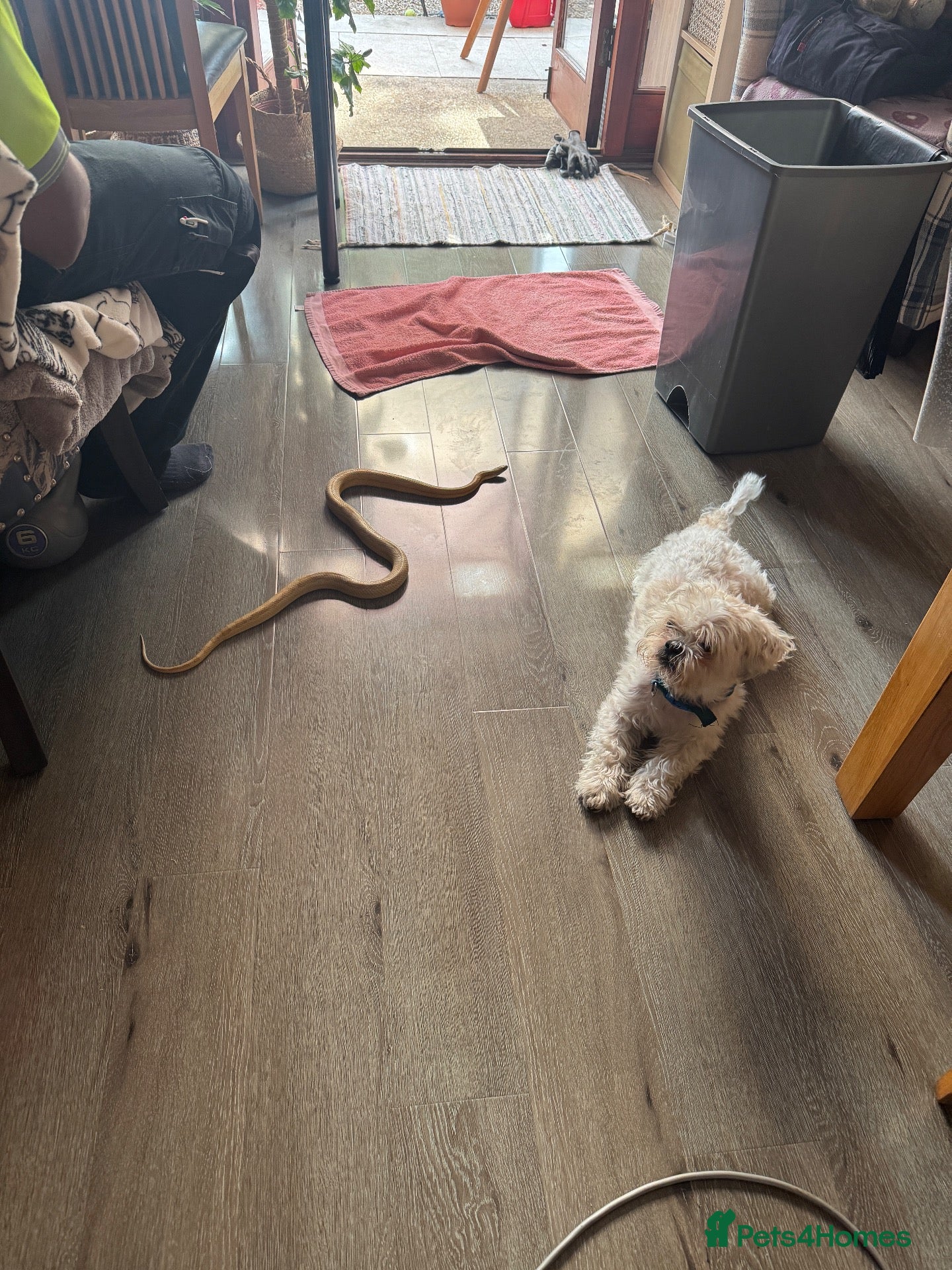 Corn Snake reptiles 4-Year-Old Corn Snake + Complete Vivarium Setup  - Advert 2