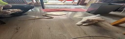 Corn Snake reptiles for sale: 4-Year-Old Corn Snake + Complete Vivarium Setup  - Advert 2