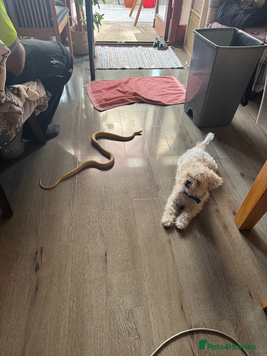 Corn Snake reptiles for sale: 4-Year-Old Corn Snake + Complete Vivarium Setup  - Advert 2