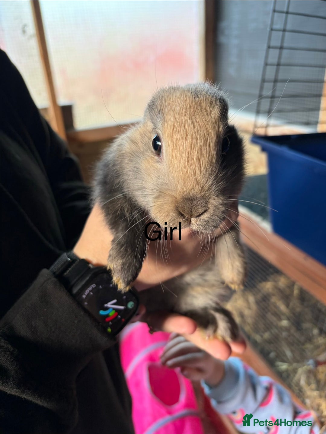 Mixed Breed rabbits for sale: 6 beautiful baby rabbit - Advert 12